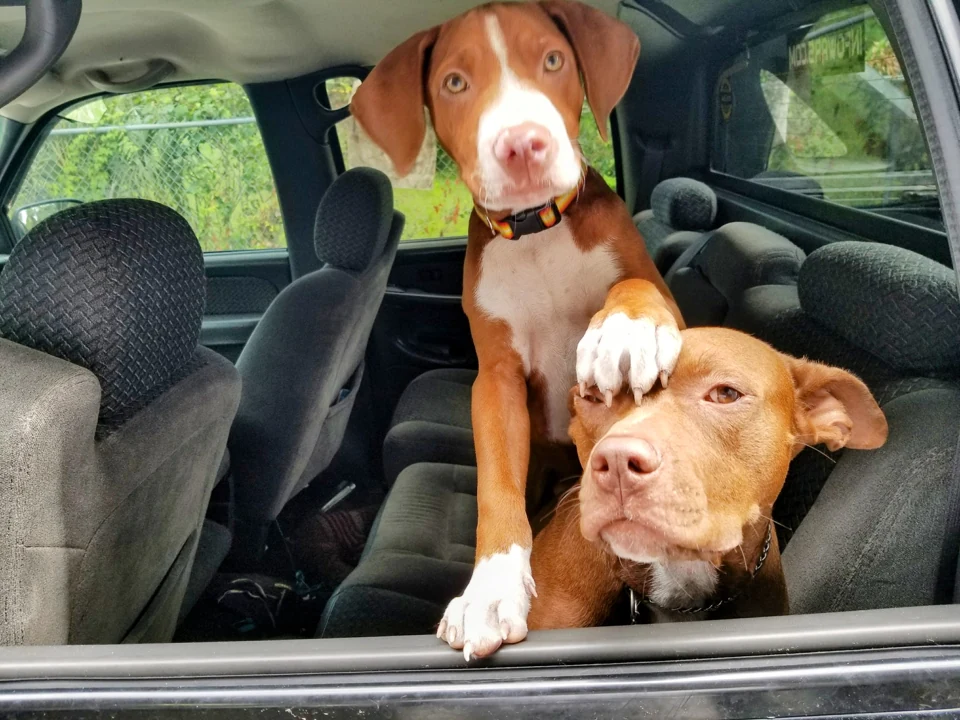 Buddy as a puppy with one paw resting on another dog's head at an open vehicle window