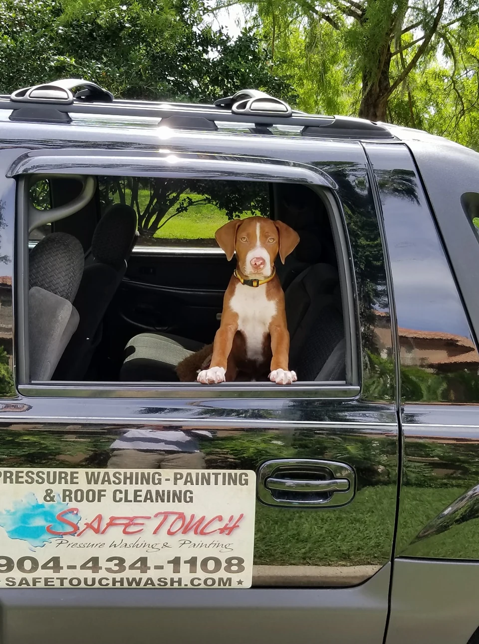 Buddy as a brown-and-white puppy sitting at the open window of a vehicle with Safe Touch signage