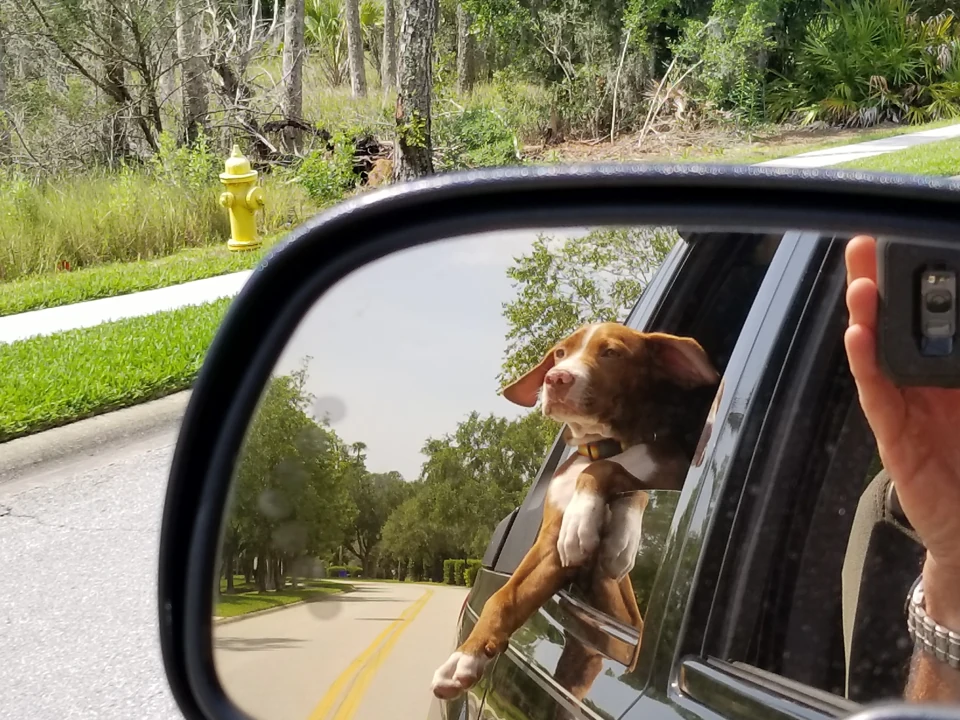 Buddy as a puppy leaning at an open vehicle window, reflected in the side mirror