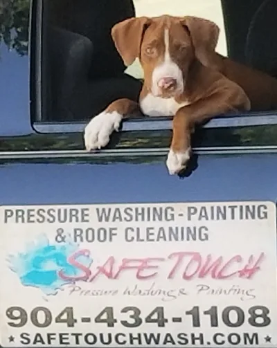 Brown and white dog resting in the window of a Safe Touch work truck